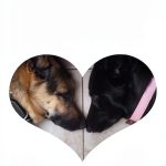 A Vegas Publisher Dog Care eBook Veterinary Medicine Breeds-0