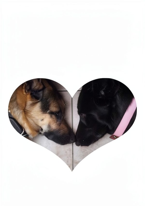 A Vegas Publisher Dog Care eBook Veterinary Medicine Breeds-0