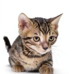 Bengal Cat Book Expertengruppe Verlag Zoology Mammals Guide-0