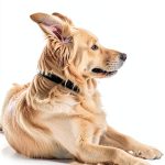 CRC Press Veterinary Anatomy Physiology Kindle Edition-0