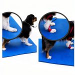 Kindle eBook Small Animal Veterinary Medicine English-0