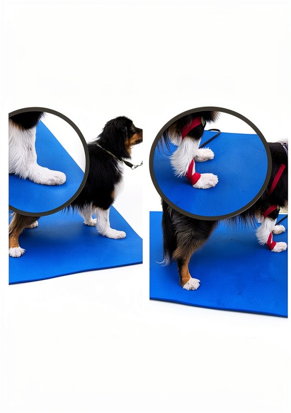 Kindle eBook Small Animal Veterinary Medicine English-0