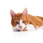 Elsevier Small Animal Veterinary Medicine eBook Second-0